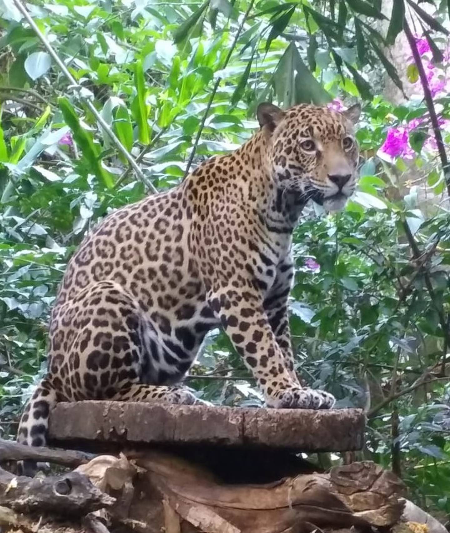 Guapo, el jaguar de Rescate Animal Zoo Ave. Foto cortesía Ronald Sibaja.
