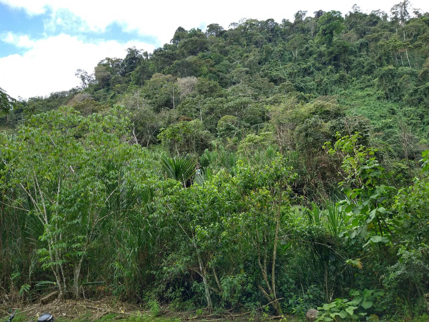Kimberly Monge Espinoza, quien tiene el privilegio de ser la dueña de 19,5 hectáreas de bosque en La Mina de Tayutic de Turrialba, el cual está protegido por el Programa de Pago por Servicios Ambientales (PSA) del Fondo Nacional de Financiamiento Forestal (Fonafifo)