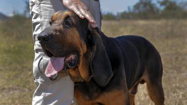 Aquiles: historia del perro que con su olfato ayudó a resolver montones de crímenes