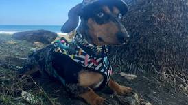 Piden ayuda para encontrar a perrito salchicha que se perdió en Coronado 
