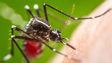 El dengue no da tregua y en el 2023 la cantidad de niños internados por la enfermedad es asombrosa