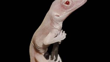 Científicos lograr crear lagartijas albinas 