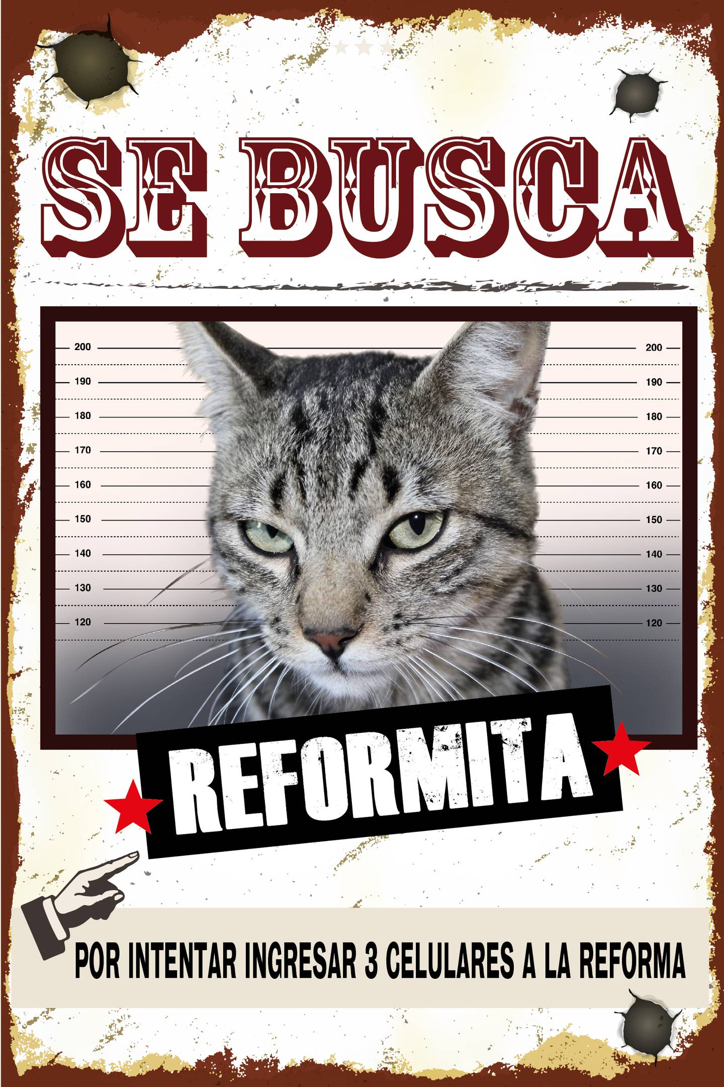 Capturan a gato que intentó ingresar a la cárcel de La Reforma con tres celulares pegados al cuerpo.