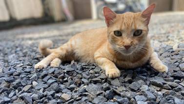 Franky tiene motivos de sobra para maullar de alegría en el Día Internacional de Gato