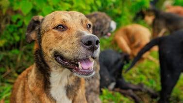 ‘El Zaguatón’: Adopte un perro y colabore con alimento para Territorio de Zaguates
