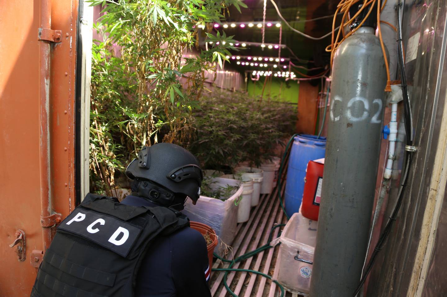 Allanamiento PCD por cultivo de marihuana en Guanacaste. Foto MSP.