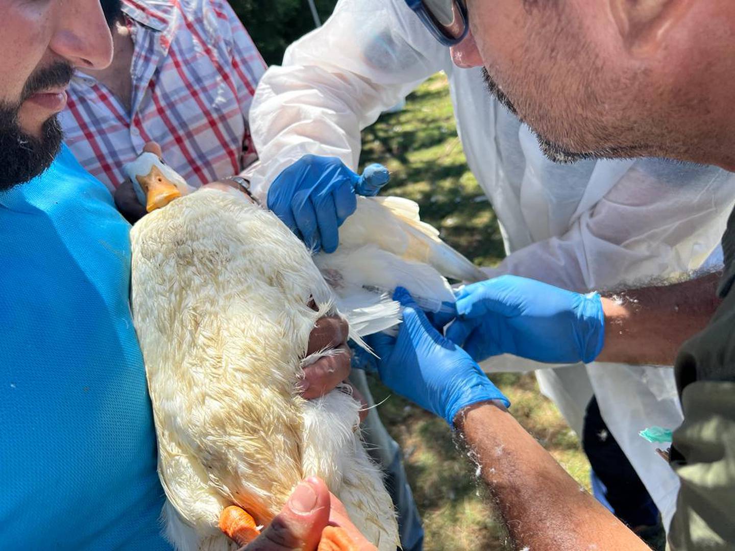 El Servicio Nacional de Salud Animal (SENASA) del ministerio de Agricultura y Ganadería (MAG) confirmó la detección del virus de Influenza Aviar (gripe del pollo) en un criadero de gallinas localizado en Parrita