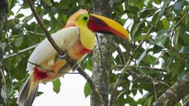 Disfrute las mejores fotos de aves tomadas en Costa Rica durante el 2019