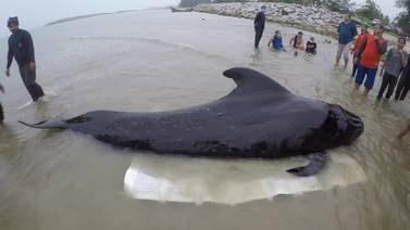 50 ballenas piloto se varan en playa de Islandia: 20 murieron