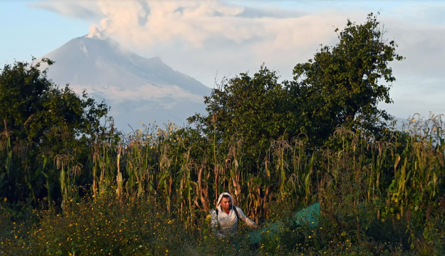Cándido Tula Castillo caza chapulines en un campo del municipio mexicano de Huejotzingo. AFP