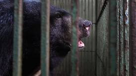 Coronavirus: China le da luz verde a medicamento con bilis de oso que curaría pandemia