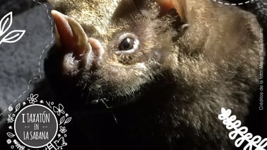 La Sabana tiene tres tipos diferentes de murciélagos