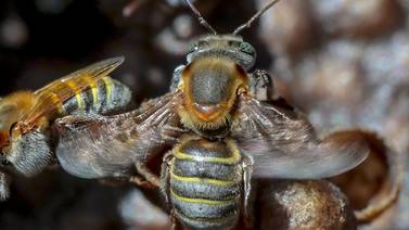 Hombre muere tras ser atacado por abejas en San Carlos 