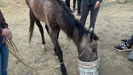 VIDEO Rescatan a caballo que utilizaban para recolectar basura 