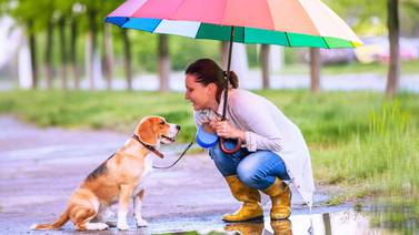 En época lluviosa debe cuidar muy bien a su perrito para que no se enferme