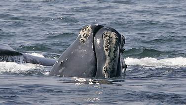 De estas ballenas quedan nada más 433 en todo el mundo
