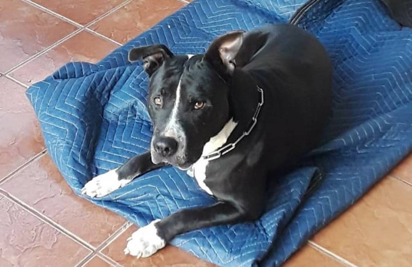 Albo, perro de raza american stafford que se perdió el domingo 26 de diciembre en San Isidro de Heredia. Foto cortesía.