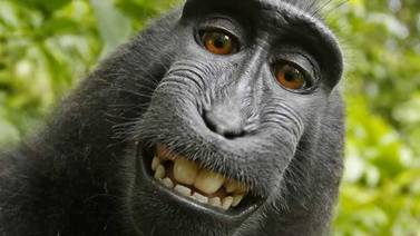 Mono macaco logra acuerdo con fotógrafo por derechos de autor de un selfi