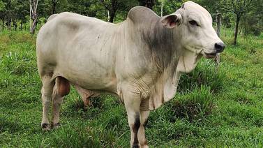 Macho, un toro que iban a matar, salvó a 30 vacas de las cabezas de agua del río Aguas Zarcas