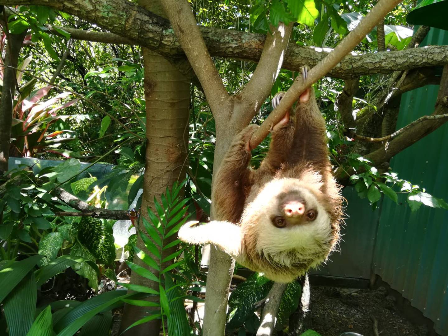 Refugio Animal de Costa Rica recibió en abril pasado 3 tucanes esmeralda
