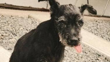 Piden ayuda para encontrar a perrita sorda que se perdió en Tres Ríos 