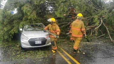 Chofer sobrevive a caída de árbol sobre carro