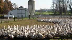 Inglaterra presenta un poco común contagio humano de gripe aviar 