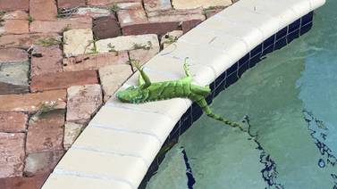 Frío apea a las iguanas de los árboles en Florida