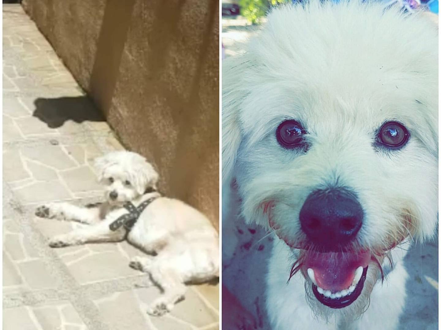 Toby, perro que se perdió el domingo 1 de setiembre en San Carlos. Foto cortesía.