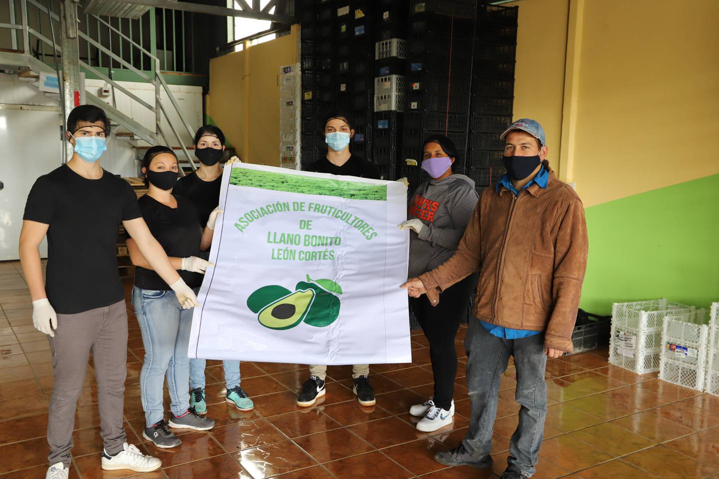 La Asociación de Fruticultores de Llano Bonito de León Cortés logró mejorar su producción de aguacate Hass al apoyarse en análisis tecnológicos