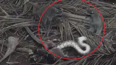 (Video) Familia de mapaches enfrentó serpiente para defender a uno de los suyos en Puntarenas