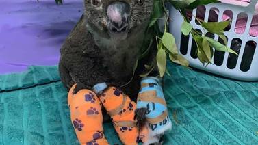 Koalas rescatados en incendio de Australia se roban el corazón en video que se hizo viral