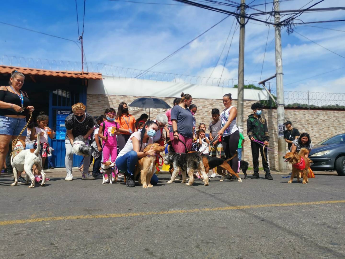 Municipalidad de Curridabat logró casi eliminar los perros callejeros