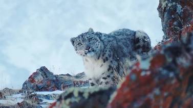 ¡Buena noticia!: El leopardo de las nieves reaparece después de varios años