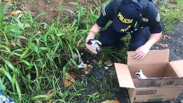 Policías rescataron gatitos abandonados en Siquirres