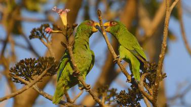 Trece años después, La Sabana disfruta de más de 5 mil árboles y 140 especies de aves