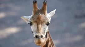 Muere la jirafa macho reproductora más vieja de Europa