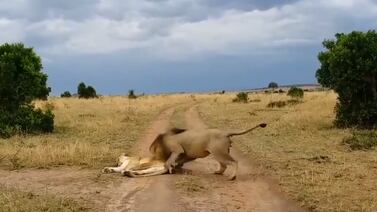 Video: León quiere jugar de vivo con una leona que hace la siesta, pero le va feo
