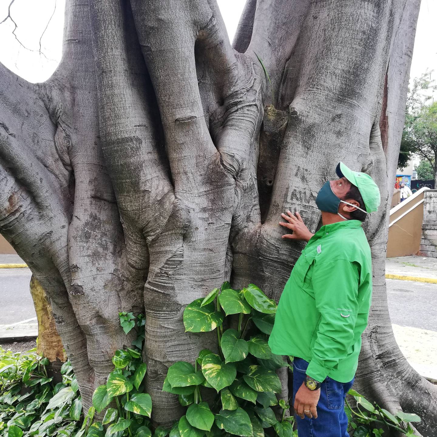 El técnico forestal Luis Sheik, mejor conocido como “El doctor de los árboles”, con mucho dolor tuvo que despedirse, el pasado viernes 30 de octubre en el parque España de San José, de uno de sus “hijo”, un Laurel de la India que se enfermó profundamente.