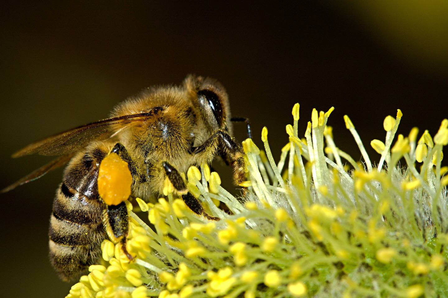 En Costa Rica existen entre 600 y 700 especies de abejas y un poquito más del 90% de estas especies son de abejas independientes (solitarias), es por eso que, buscando proteger a esa gran mayoría que no tiene colmena, nació el programa Cantones Amigos de las Abejas