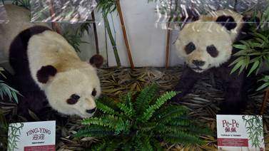 México cuida a las únicas pandas del mundo que no pertenecen a China