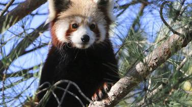 Buscan a panda rojo que se escapó de un zoológico