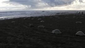 Inició arribada de tortugas al Refugio Nacional de Vida Silvestre Ostional (video)