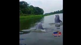 Video: ¡Qué maravilla! Delfines se lucen ante turistas en Tortuguero