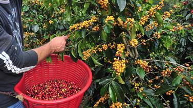 Exjuez propone dar trabajo en las cogidas de café a quienes deben la pensión alimentaria