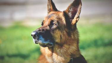 Muere el primer perro que dio positivo en prueba de covid-19 en Estados Unidos