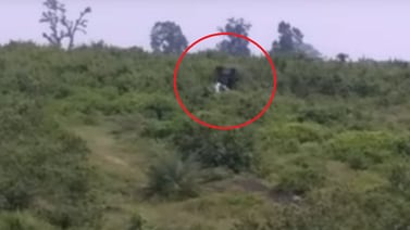(Video) Hombre es pisoteado hasta la muerte por elefante con el que quería un <i>selfie</i>