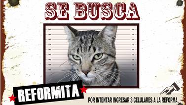 (Video) Gato que intentó meter tres celulares a La Reforma se le escapó a la Policía
