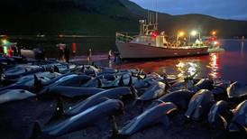 Más de 1.400 delfines muertos en un día de caza tradicional