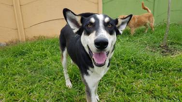 Asociación de Bienestar Animal busca voluntarios para rescatar perros abandonados en romería